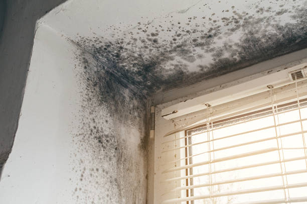Affordable Mold Cleanup solutions in Fruitport, MI