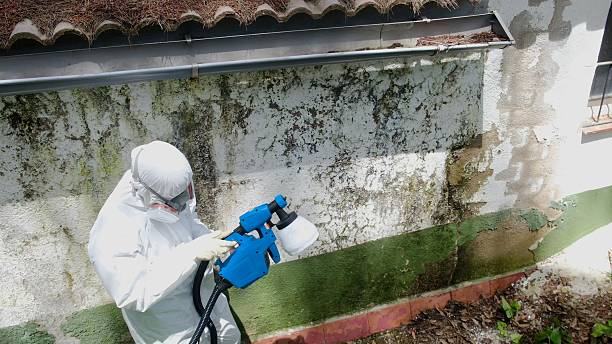 Top rated local Mold Cleanup specialists in Fruitport, MI